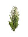 Botte de lepto longifolia stabilisé, branches droites aux feuilles étroites vertes