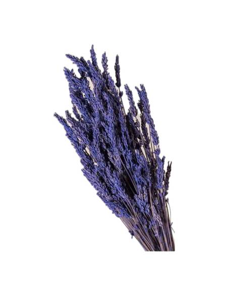 Botte de lavande stabilisée vue de près, épis violets serrés