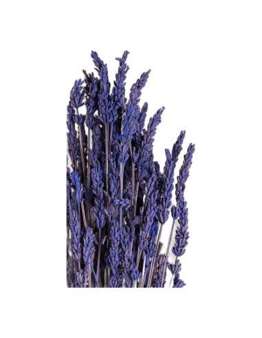 Gros plan sur les épis de lavande stabilisée, fleurs violettes sur tiges sombres