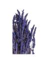 Gros plan sur les épis de lavande stabilisée, fleurs violettes sur tiges sombres