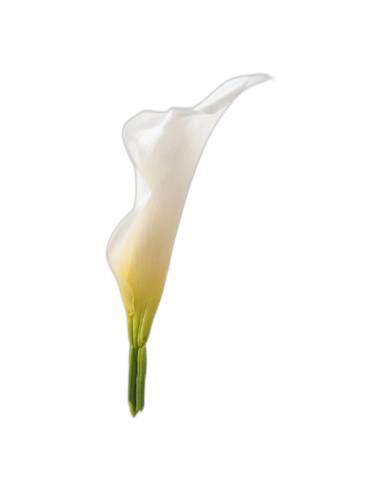 Mini calla stabilisé naturel blanc, vue de profil