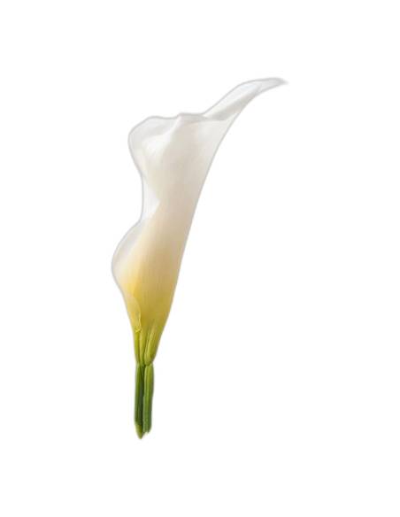 Mini calla stabilisé naturel blanc, vue de profil