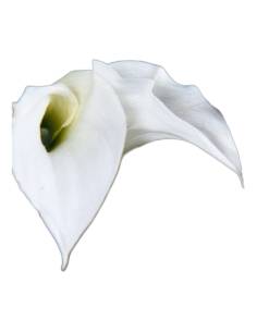 Mini calla stabilisé naturel blanc, vue de profil 2