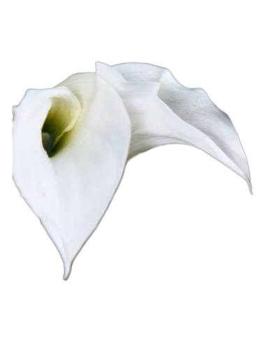 Mini callas stabilisés naturel dans un bouquet avec feuillage