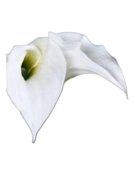 Mini callas stabilisés naturel dans un bouquet avec feuillage