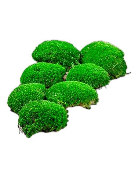 Touffes de mousse boule stabilisée verte, bombées, hors de la boîte
