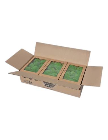 Carton ouvert contenant les boîtes de mousse boule stabilisée verte