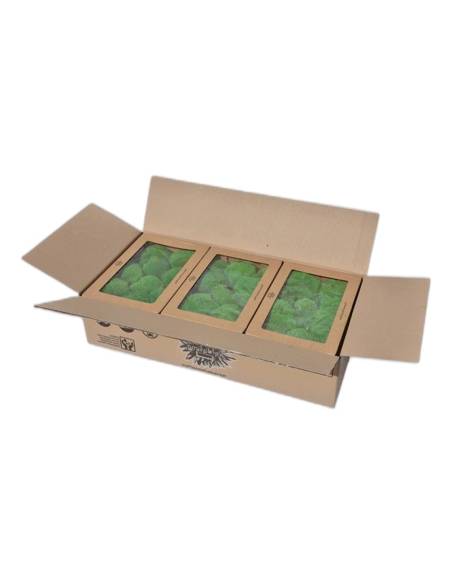 Carton ouvert contenant les boîtes de mousse boule stabilisée verte