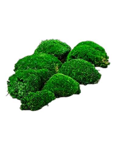 Touffes de mousse boule stabilisée vert foncé, hors de la boîte