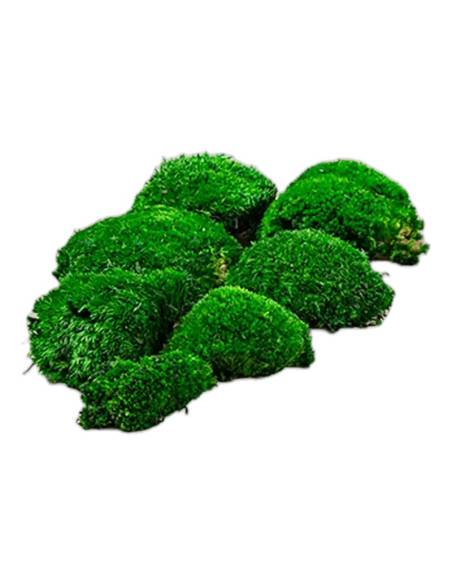 Touffes de mousse boule stabilisée vert foncé, hors de la boîte