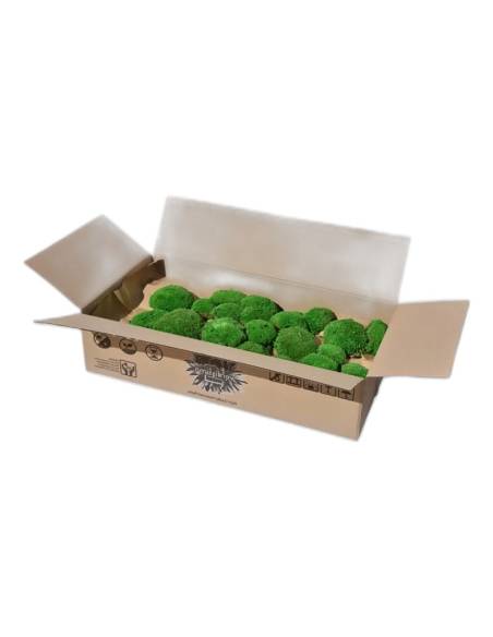 Boîte en carton ouverte remplie de coussins de mousse boule stabilisée vert vif