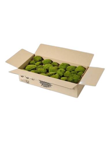 Boîte en carton ouverte de mousse boule stabilisée vert naturel, plus clair