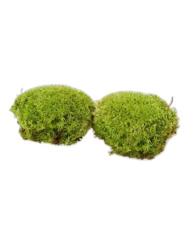 Deux coussins de mousse boule stabilisée vert naturel, vus de côté