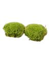 Deux coussins de mousse boule stabilisée vert naturel, vus de côté