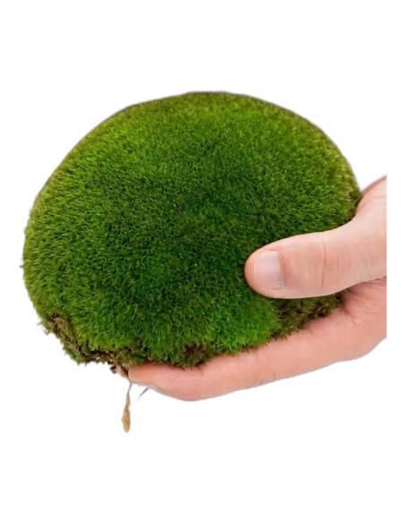 Boule de mousse stabilisée XL tenue dans les deux mains