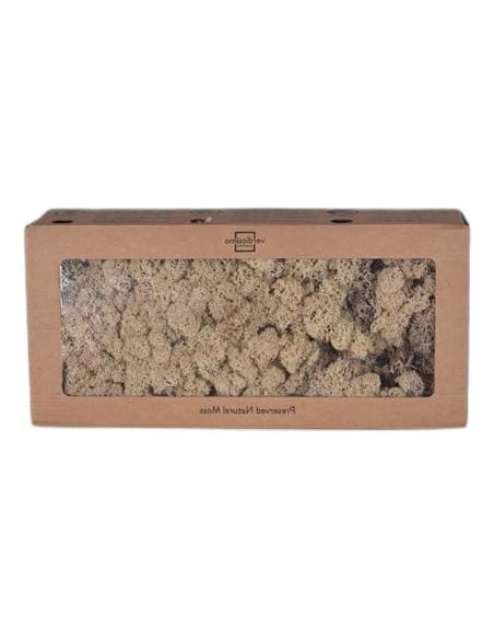 Boîte à fenêtre de lichen stabilisé naturel