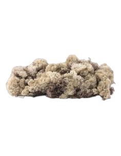 Boîte à fenêtre de lichen stabilisé naturel 2