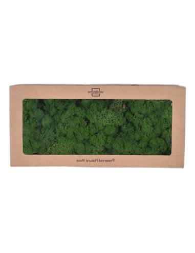Boîte à fenêtre de lichen stabilisé vert