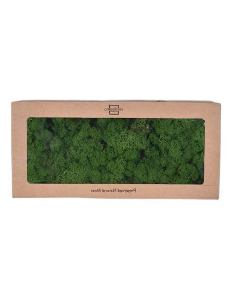 Boîte à fenêtre de lichen stabilisé vert