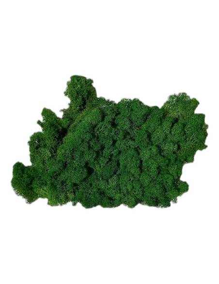 Touffe de lichen stabilisé vert hors de sa boîte