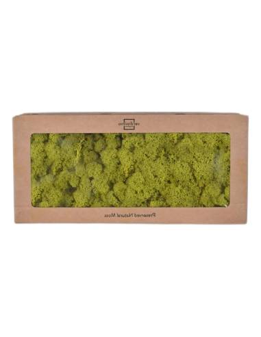 Boîte à fenêtre de lichen stabilisé vert citron