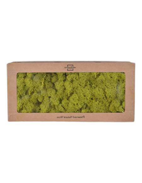 Boîte à fenêtre de lichen stabilisé vert citron