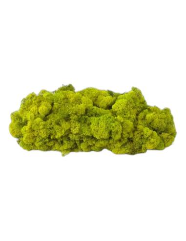 Touffe de lichen stabilisé vert citron hors de sa boîte