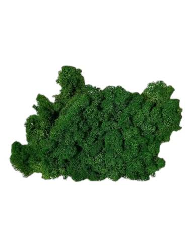Lichen stabilisé en vrac, boîte d'environ 2 kg, photo 4 sur 18