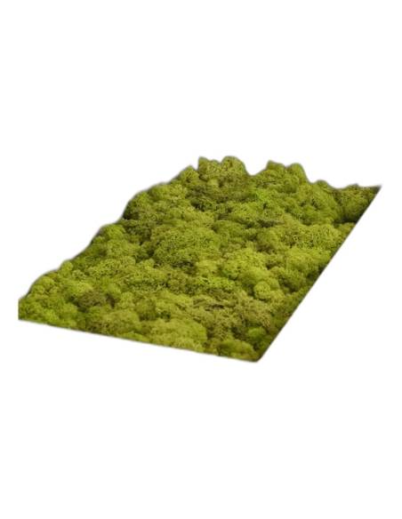 Lichen stabilisé en vrac, boîte d'environ 2 kg, photo 5 sur 18