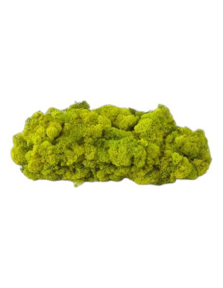 Lichen stabilisé en vrac, boîte d'environ 2 kg, photo 6 sur 18
