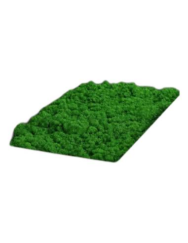 Lichen stabilisé vert