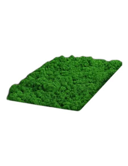 Lichen stabilisé vert