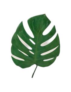 Feuille de monstera stabilisée verte avec ses découpes naturelles