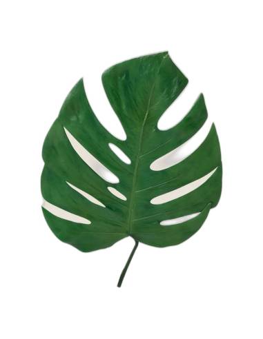 Feuille de monstera stabilisée verte avec ses découpes naturelles