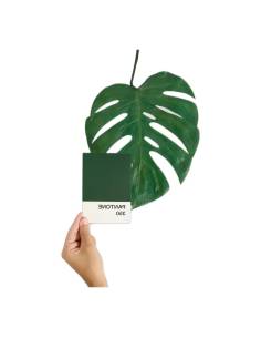 Feuille de monstera stabilisée verte avec ses découpes naturelles 2