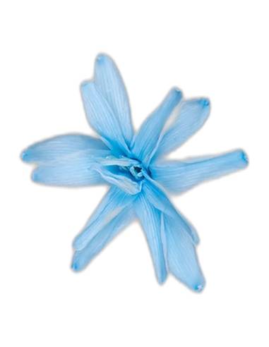 Fleur de tubéreuse stabilisée bleu clair, vue de face en étoile