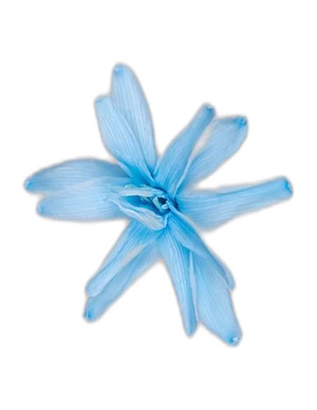 Fleur de tubéreuse stabilisée bleu clair, vue de face en étoile
