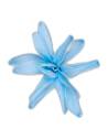 Fleur de tubéreuse stabilisée bleu clair, vue de face en étoile