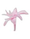 Fleur de tubéreuse stabilisée rose pâle, vue de profil