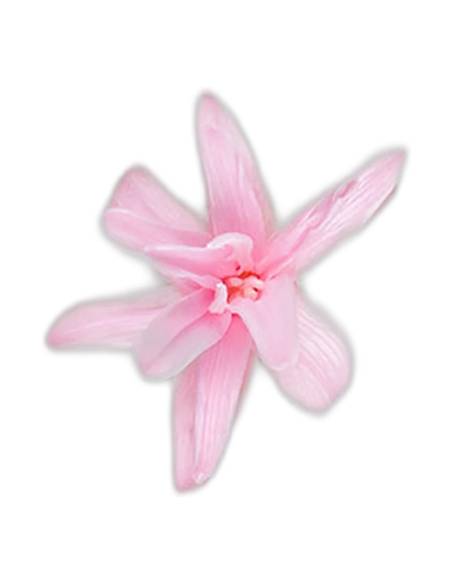 Fleur de tubéreuse stabilisée rose pâle, vue de face en étoile