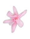 Fleur de tubéreuse stabilisée rose pâle, vue de face en étoile