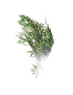 Botte d'eucalyptus Nicoly stabilisé vert, feuilles fines et allongées sur tiges ramifiées 2