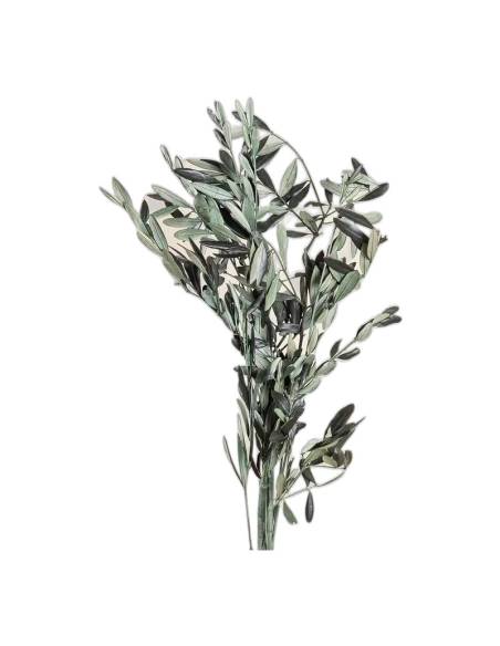 Botte de branches d'olivier stabilisé, feuilles allongées gris-vert sur rameaux fins