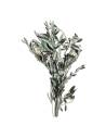 Botte de branches d'olivier stabilisé, feuilles allongées gris-vert sur rameaux fins