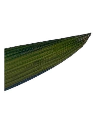 Gros plan sur la texture côtelée d'une feuille d'herbe-palmier stabilisée