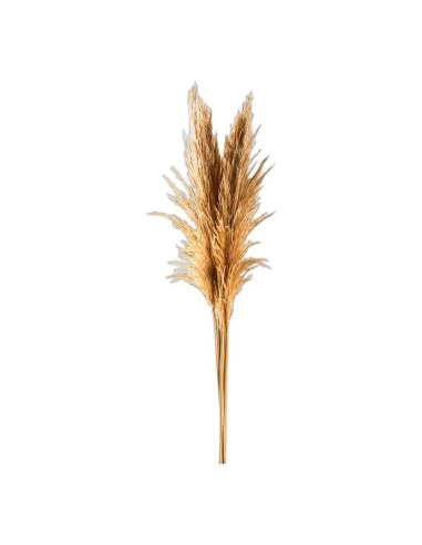 Botte d'herbe de la pampa stabilisée, plumeaux dorés sur tiges nues, coloris grillé