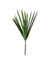 Tige de papyrus stabilisé seule, avec son éventail de feuilles fines