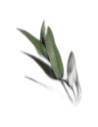 Botte d'eucalyptus parvifolia stabilisé vue de dessus