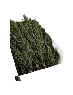 Carton ouvert d'eucalyptus parvifolia stabilisé en vrac, bottes de branches vertes à petites feuilles