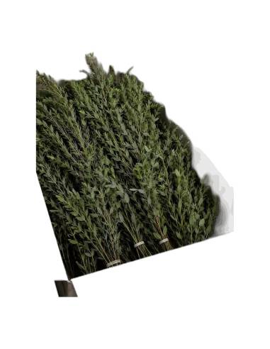 Carton ouvert d'eucalyptus parvifolia stabilisé en vrac, bottes de branches vertes à petites feuilles